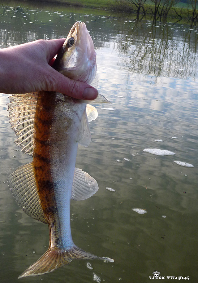 Sandre de Seille Sandre de Seille