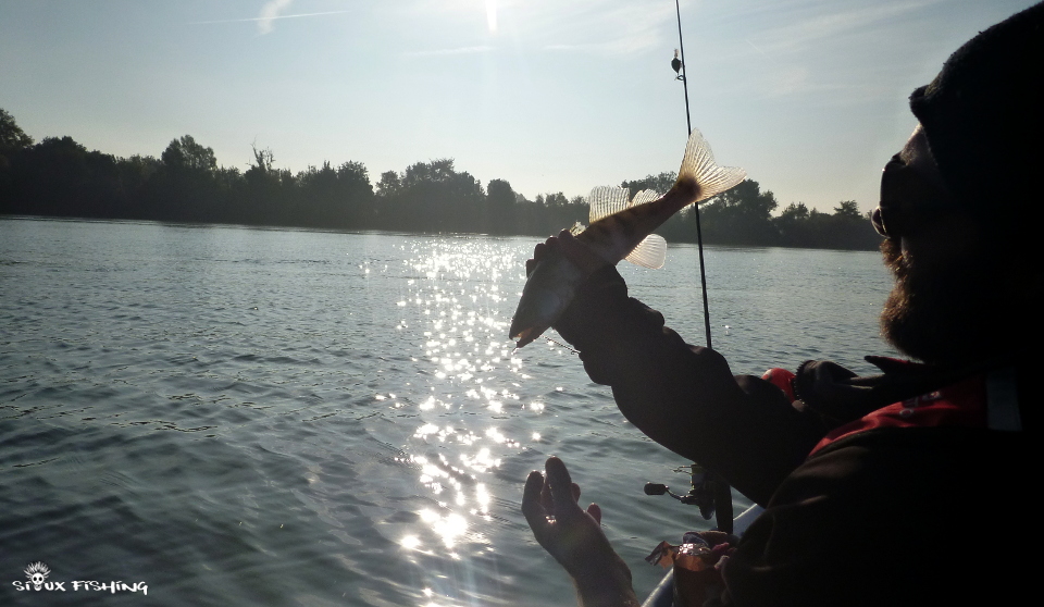 Petit sandre de Saône Petit sandre de Saône