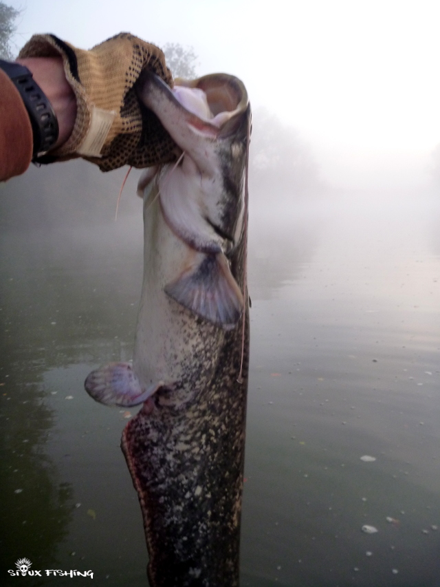 pêche du silure en Seille pêche du silure en Seille