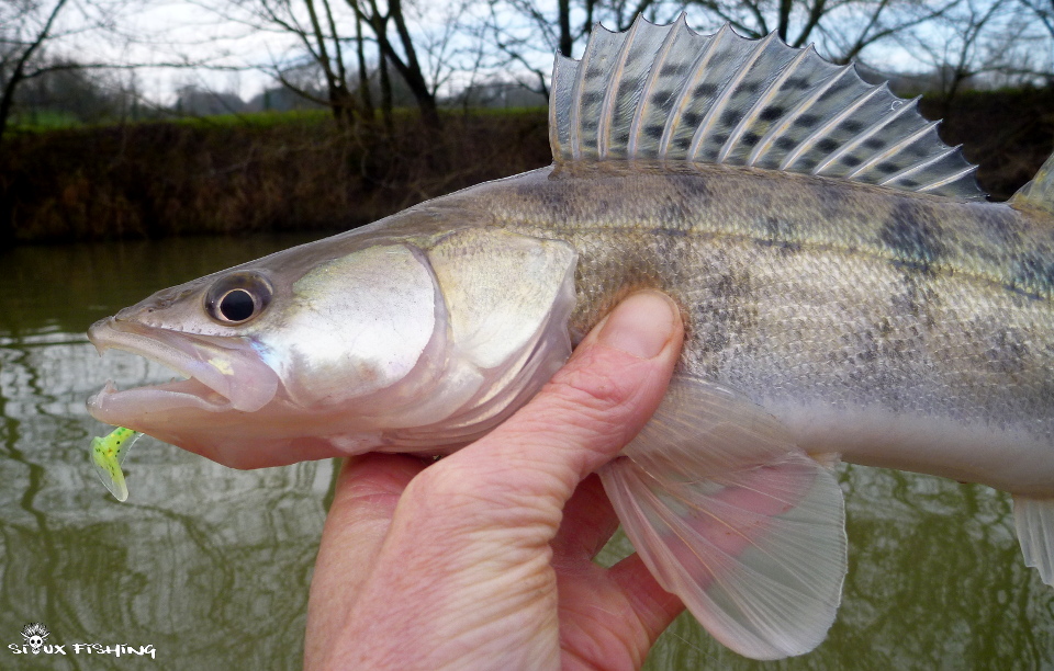 Sandre de Seille Sandre de Seille