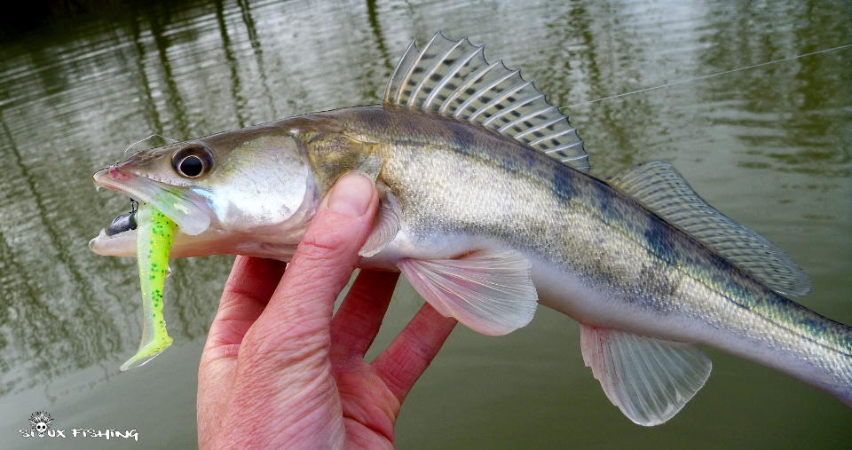 Sandre de Seille Sandre de Seille