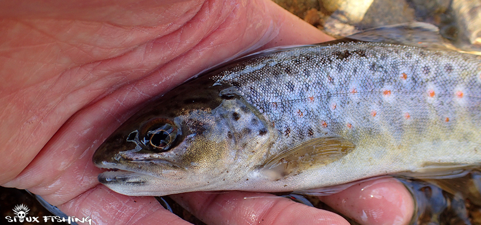 Petite Truite du Méchet