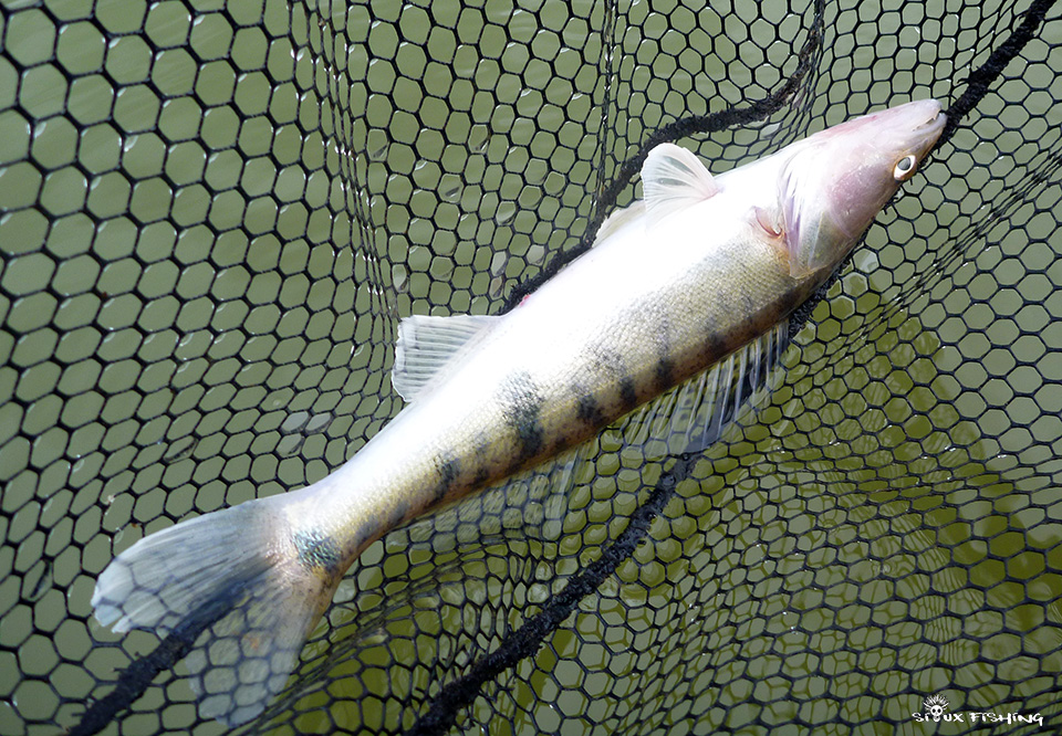 sandre de Fleurville sandre de Fleurville