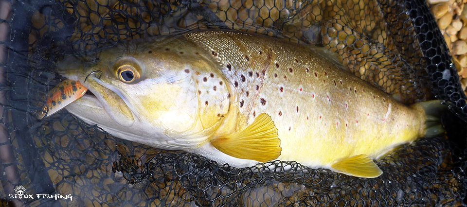 Truite de la Haute rivière d'Ain