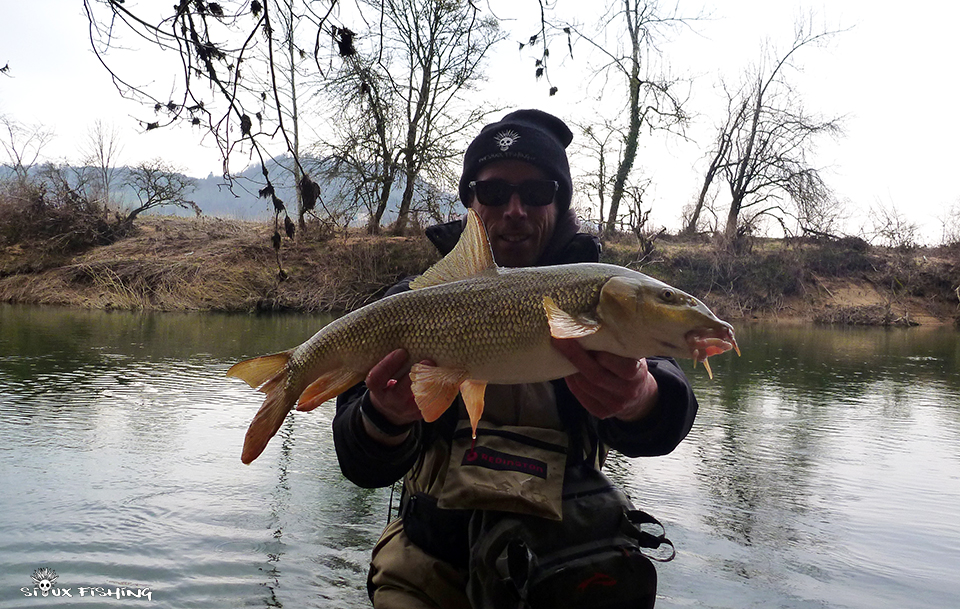 Barbeau de la Haute rivière d'Ain