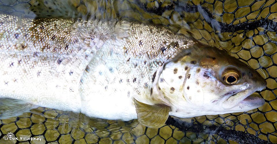 Truite de la Haute rivière d'Ain