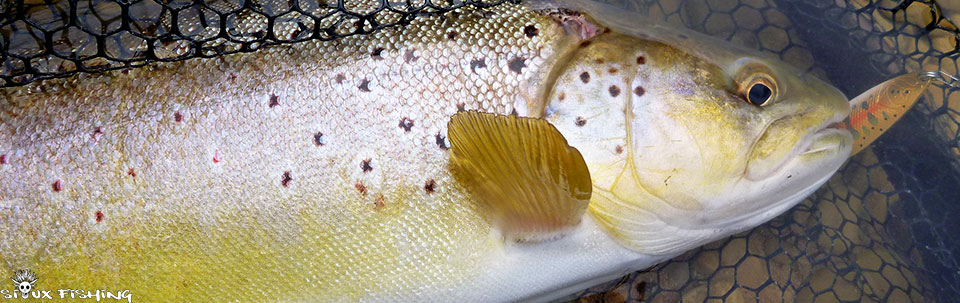 Truite de la Haute rivière d'Ain à l'ondulante