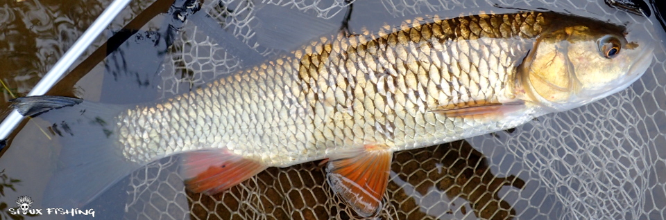Chevesne de Loire Chevesne de Loire