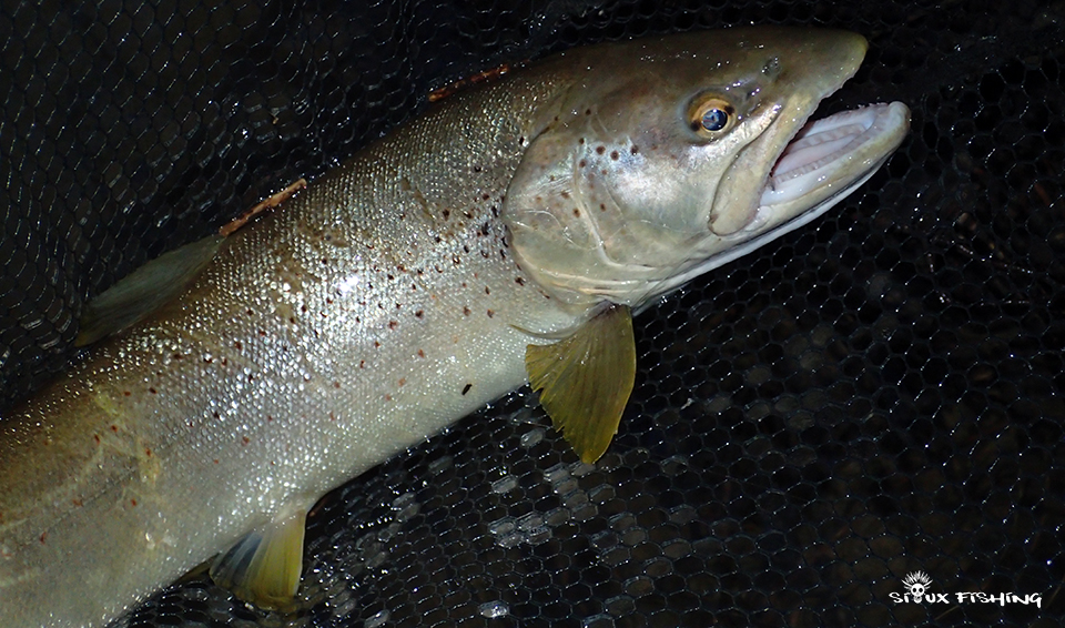 Grosses truites de l'Ain