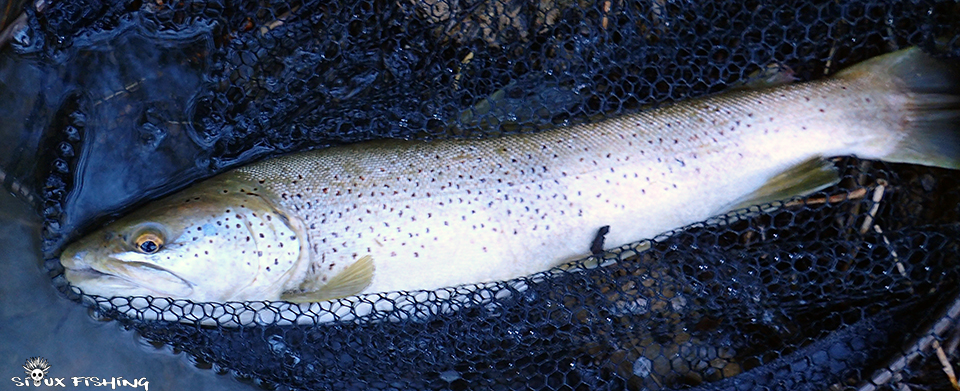 Grosses truites de l'Ain