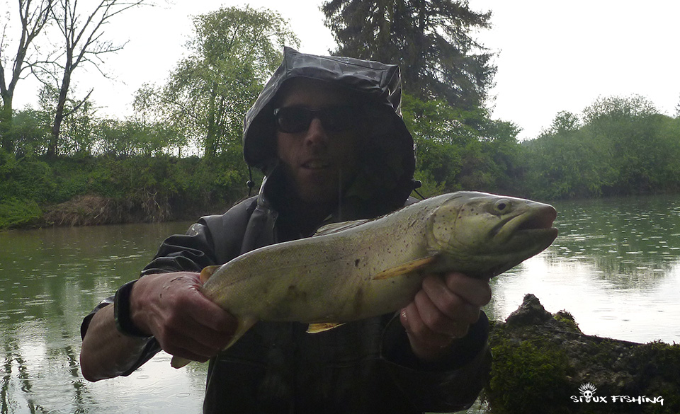 Grosse truite de l'Ain