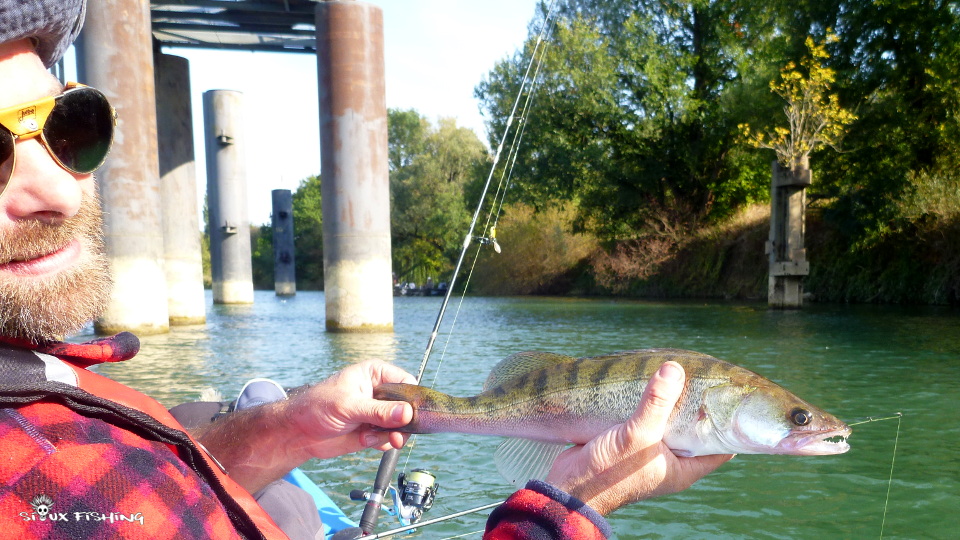Petit sandre du Doubs Petit sandre du Doubs