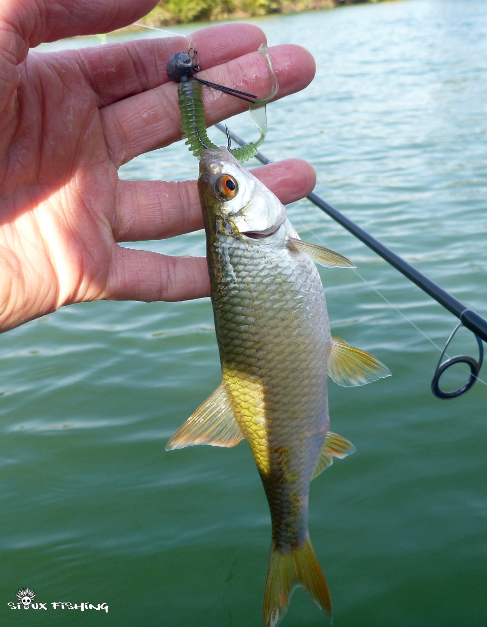 Gardon du Doubs Gardon du Doubs