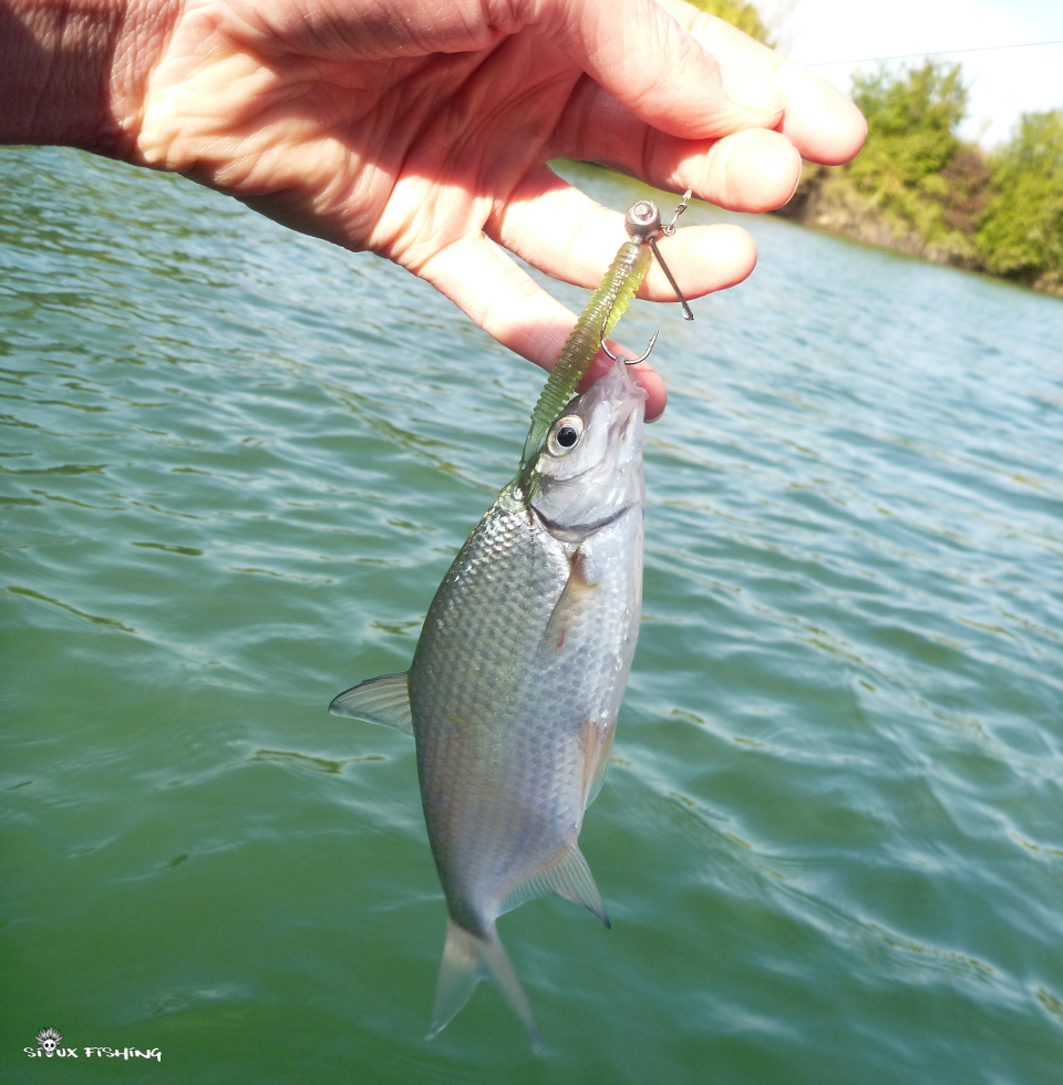 Brème du Doubs Brème du Doubs