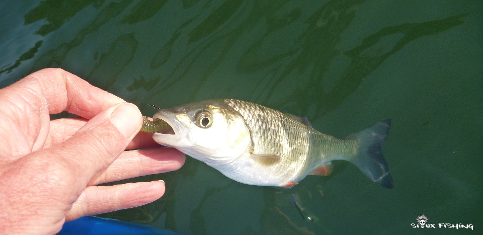 Chevesne du Doubs Chevesne du Doubs