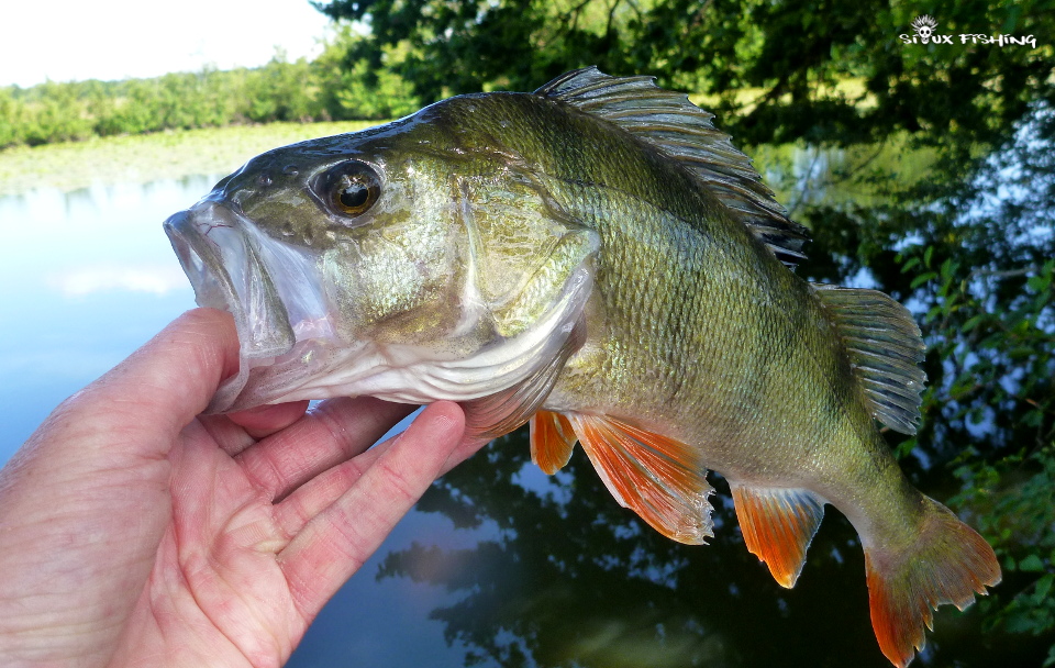Perche commune Perche commune
