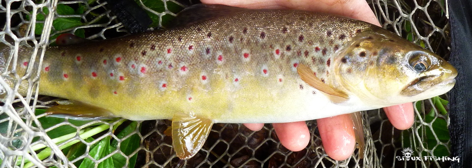 Truite de la Celle Truite de la Celle