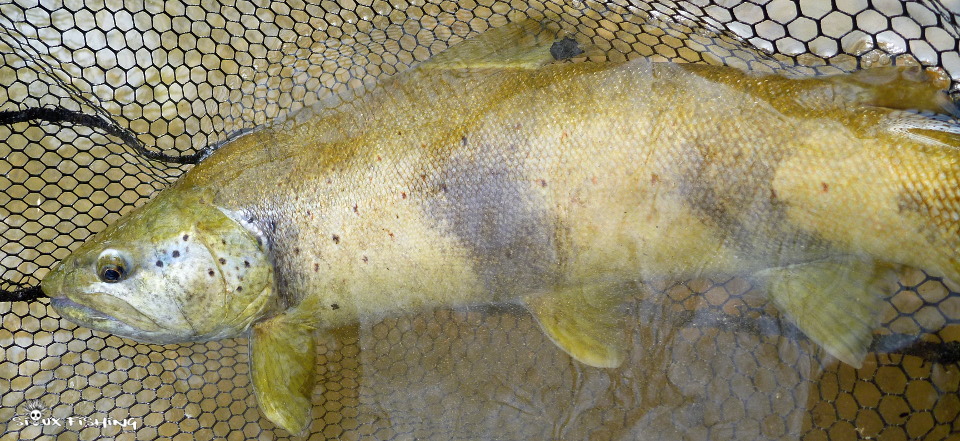 Grosse truite de l'Ain grosse truite de l'Ain