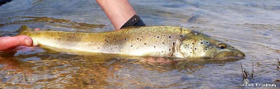 Grosse truite de l'Ain