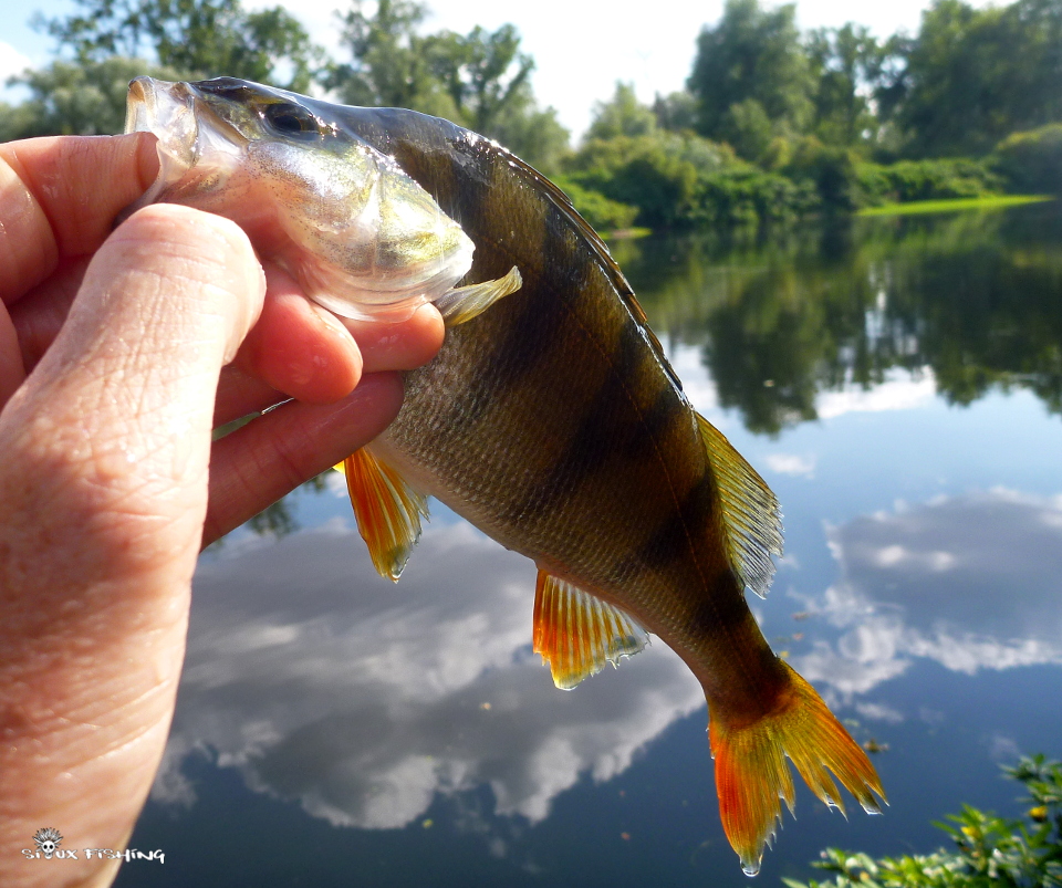 Perche de Loire Perche de Loire