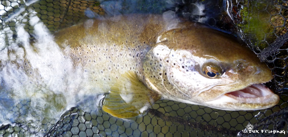 Très grosse truite de l'Ain Très grosse truite de l'Ain