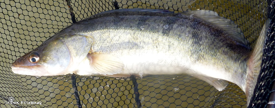 Sandre de Seille Sandre de Seille