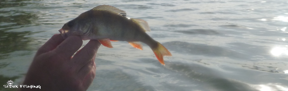 Petite Perche de Saône Petite Perche de Saône