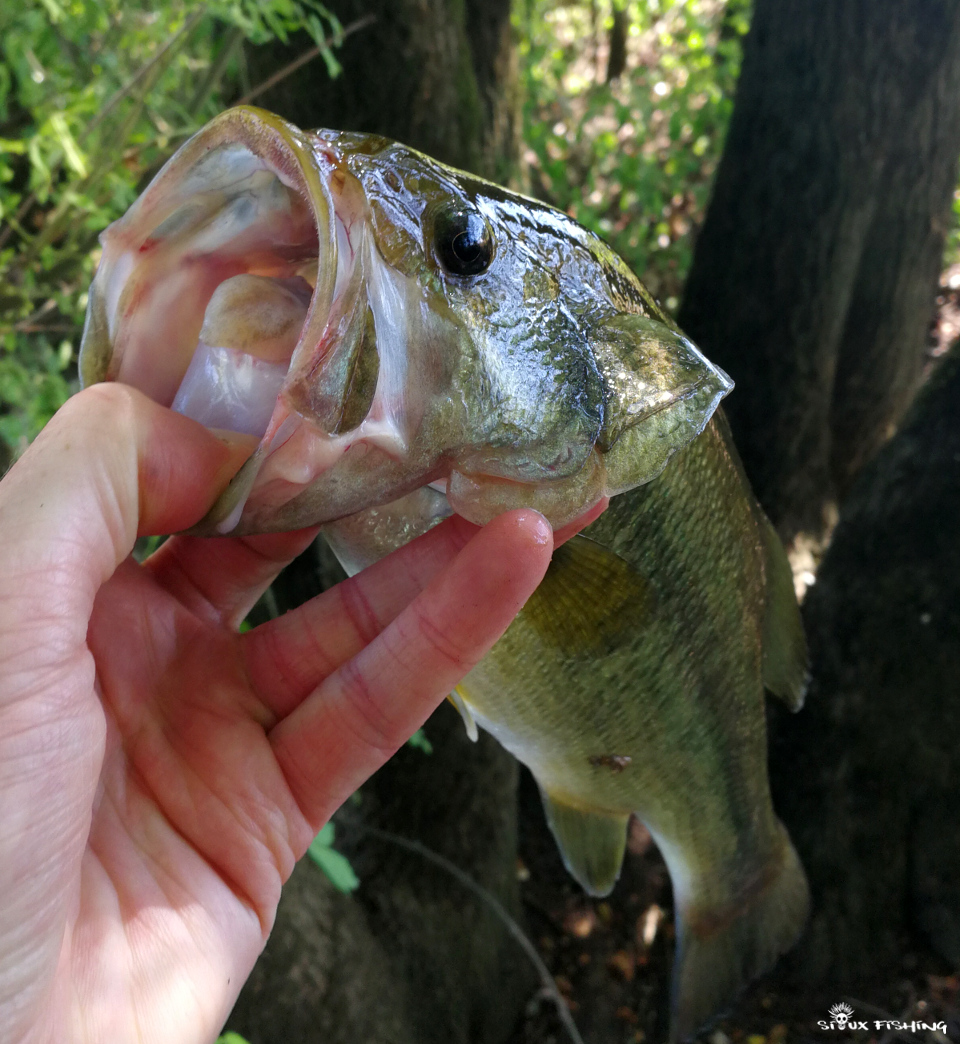 Black bass Black bass