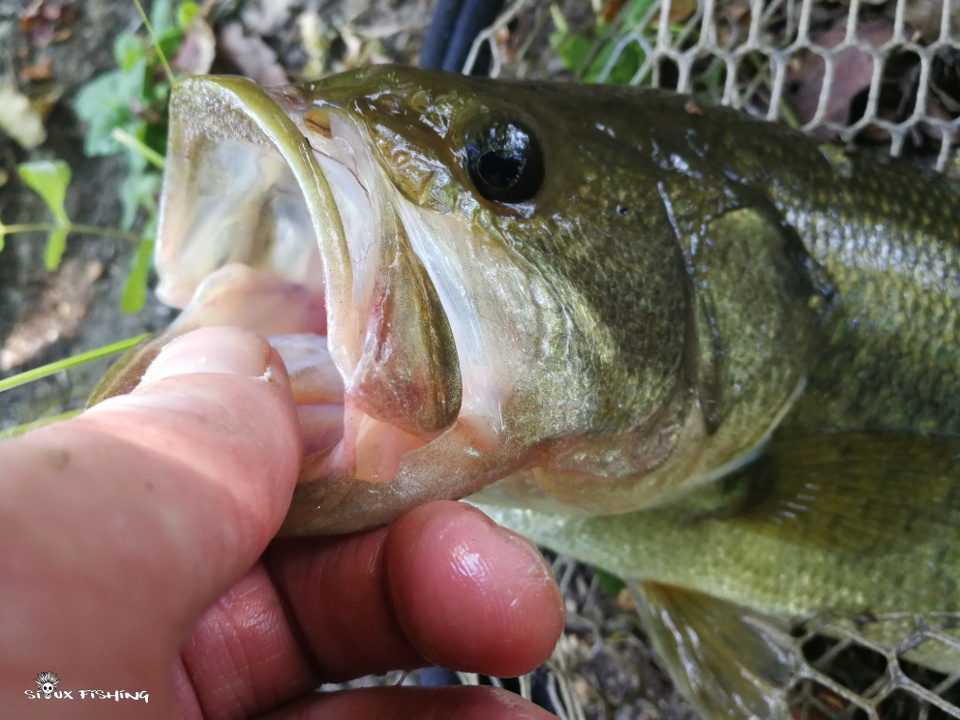 Black bass Black bass