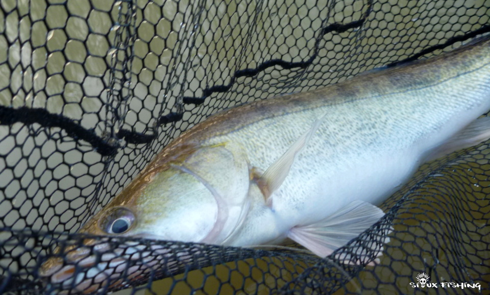 Sandre de Seille Sandre de Seille