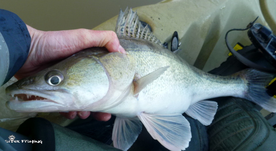 Sandre de Seille Sandre de Seille