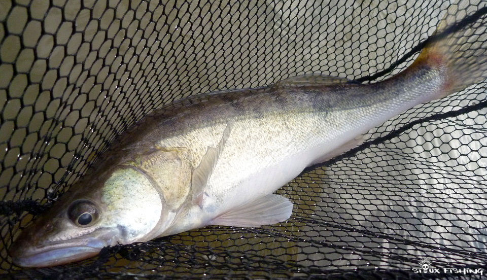 sandre de Seille sandre de Seille