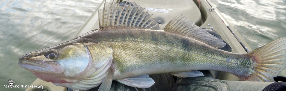 Sandre de Seille Sandre de Seille