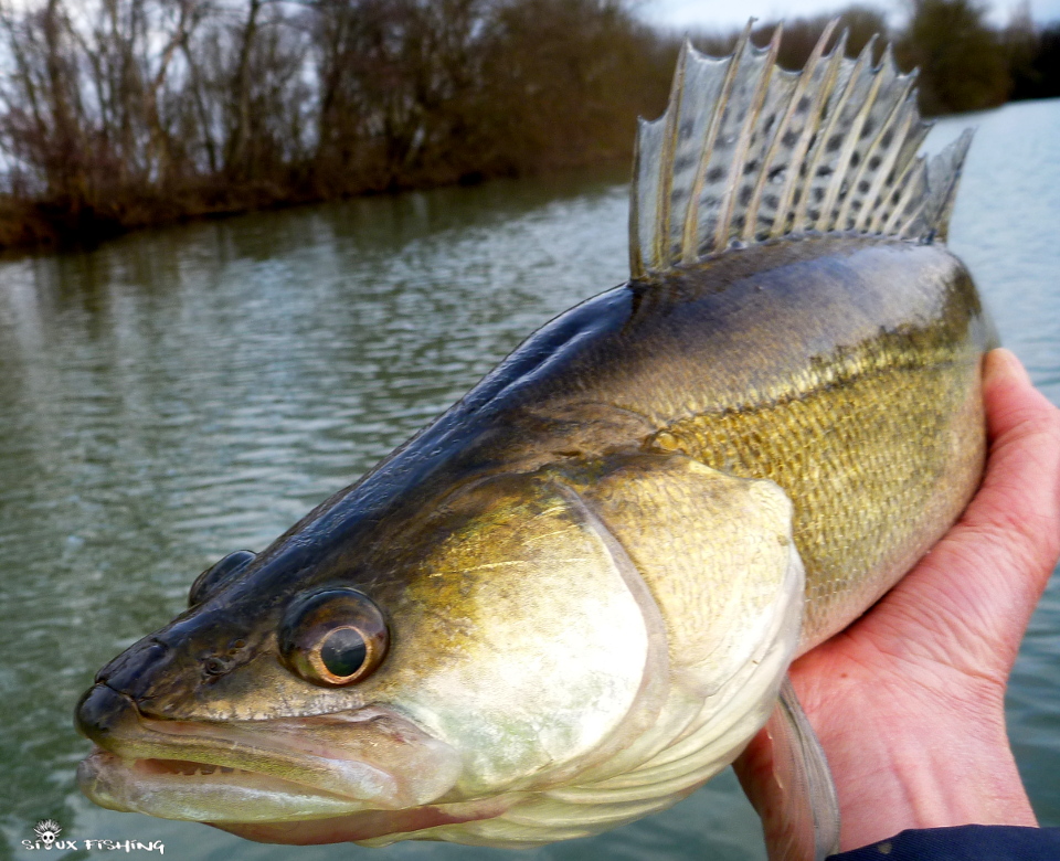 sandre de Seille sandre de Seille