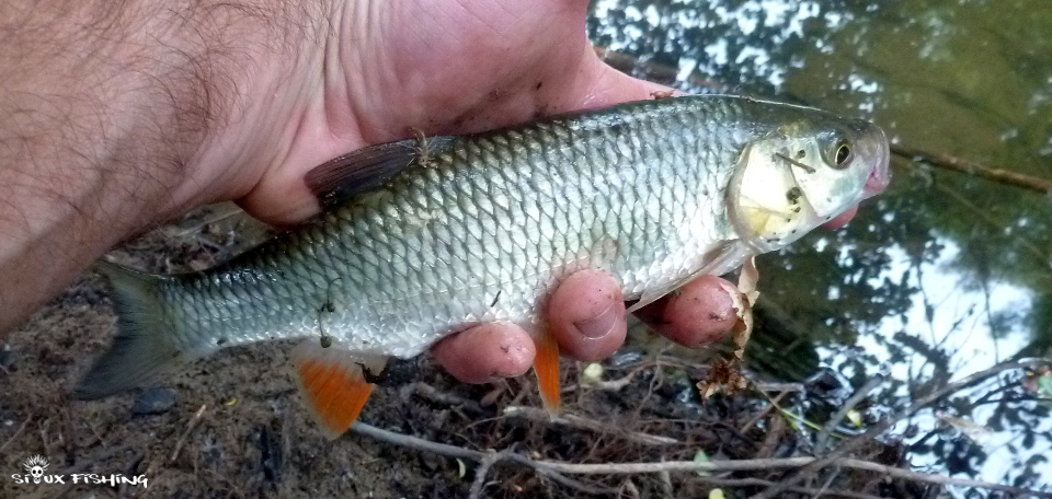 un petit chevesne un petit chevesne