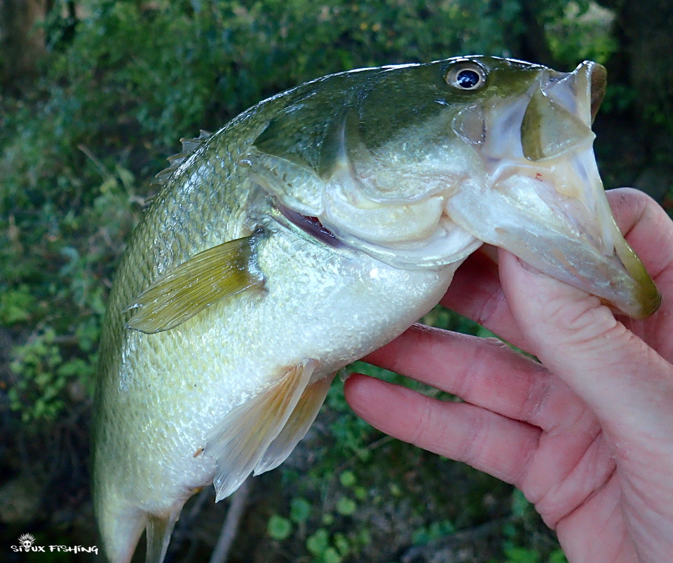 Black-bass Black-bass