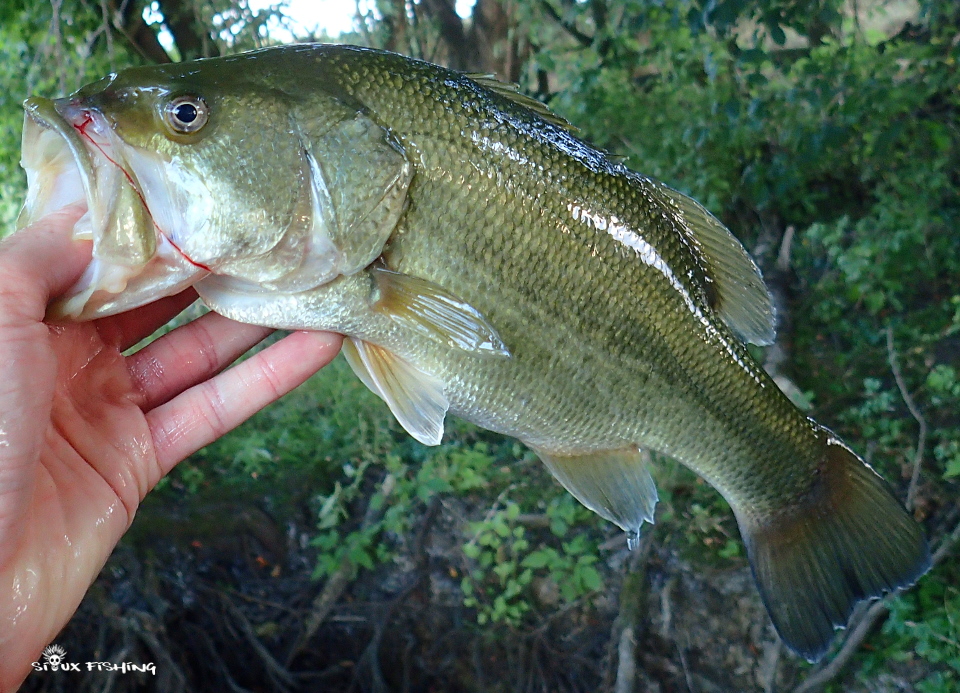 Black-bass Black-bass