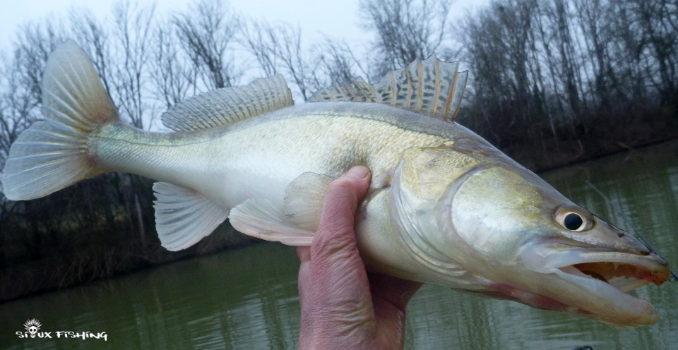 sandre de seille sandre de seille