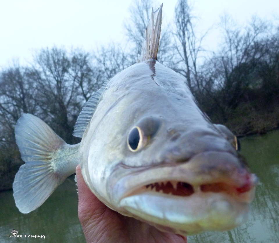 sandre de Seille sandre de Seille