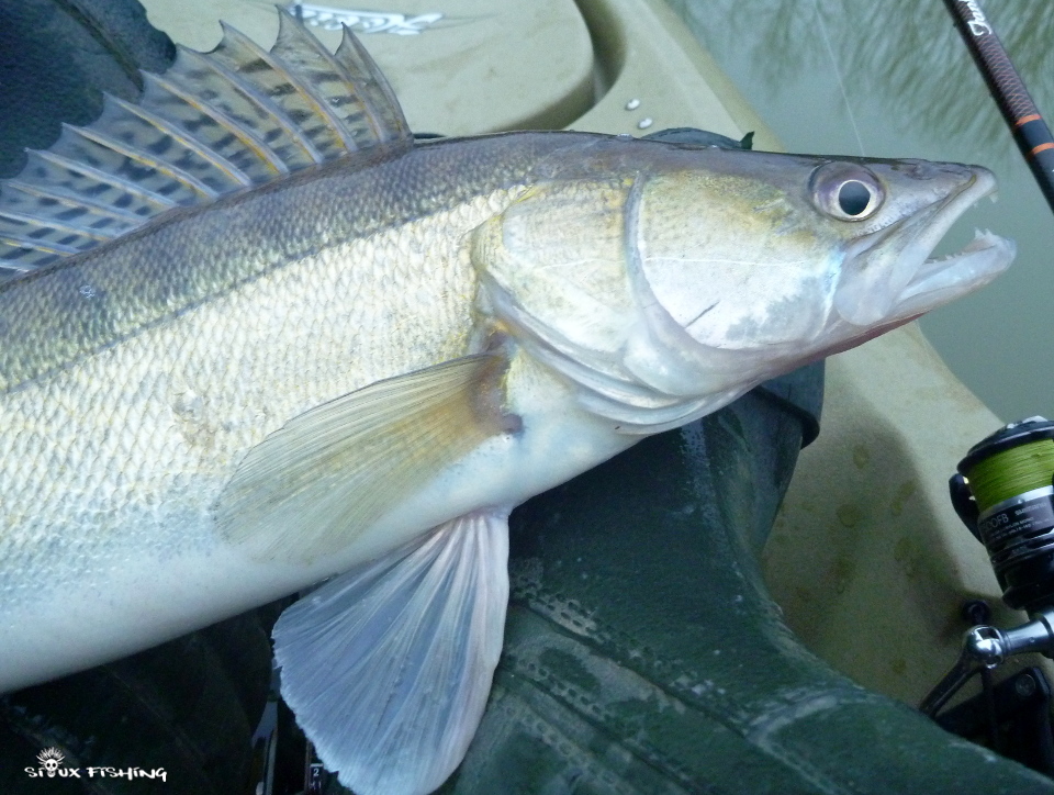 sandre de Seille sandre de Seille