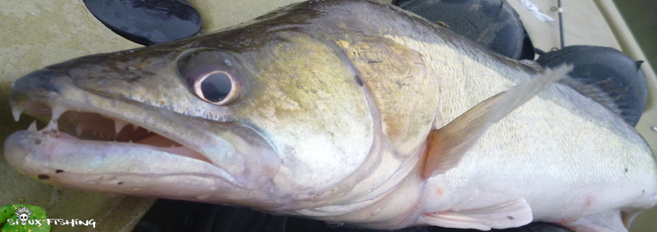 Sandre de Seille Sandre de Seille