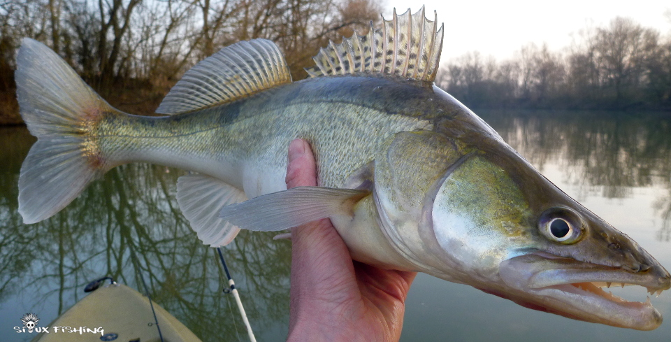 Sandre de Seille Sandre de Seille