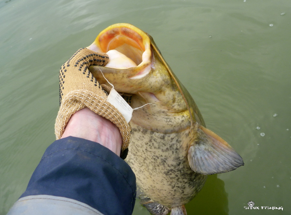 Silure de Seille Silure de Seille