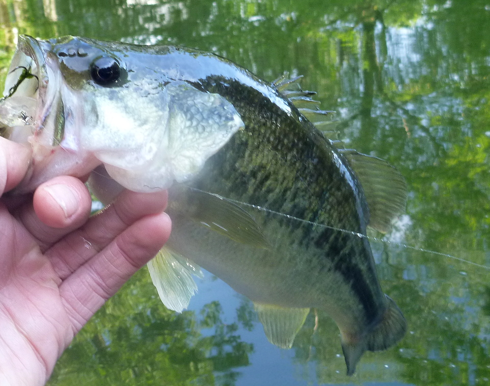 Black-bass Black-bass