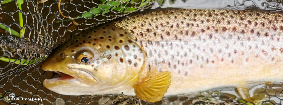 Truites du Morvan Truites du Morvan