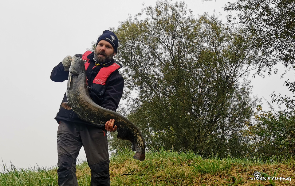 Silure de Seille Silure de Seille