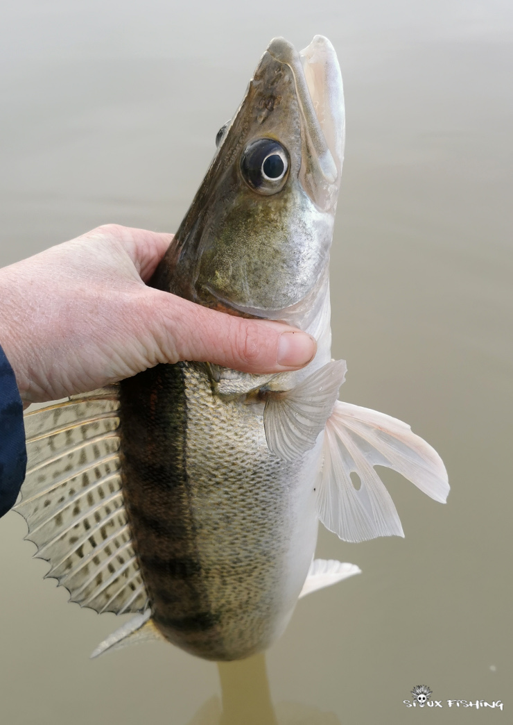 Sandre de Seille Sandre de Seille