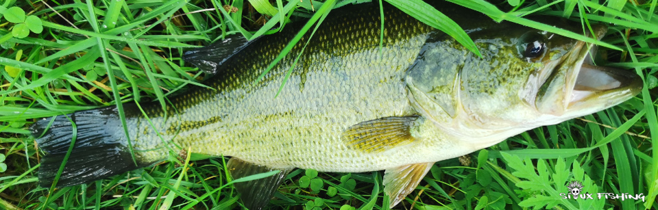 Black-bass de canal Black-bass de canal
