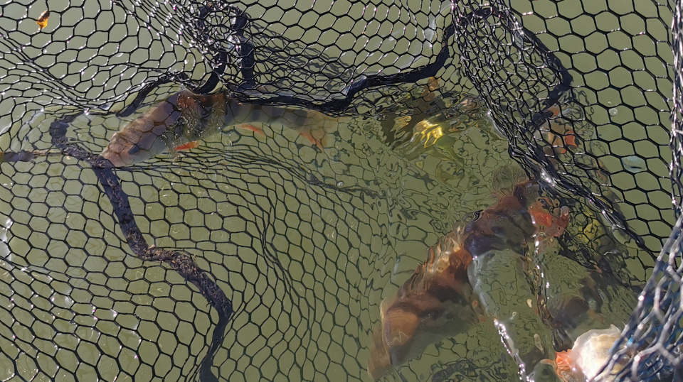 perches de Saône perches de Saône