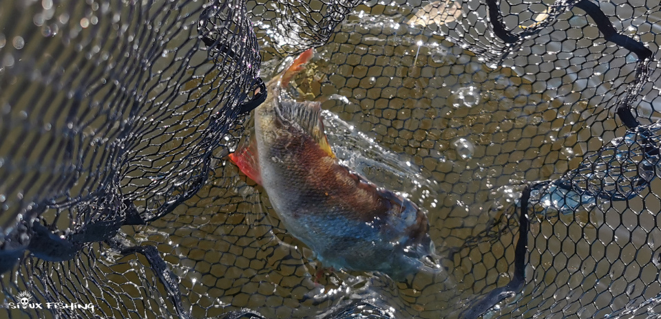 Perche du lac des Settons Perche du lac des Settons